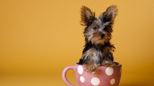 Preview wallpaper yorkshire terrier, cup, puppy, dog, sit