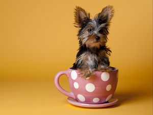 Preview wallpaper yorkshire terrier, cup, puppy, dog, sit