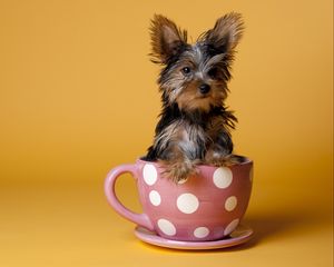 Preview wallpaper yorkshire terrier, cup, puppy, dog, sit