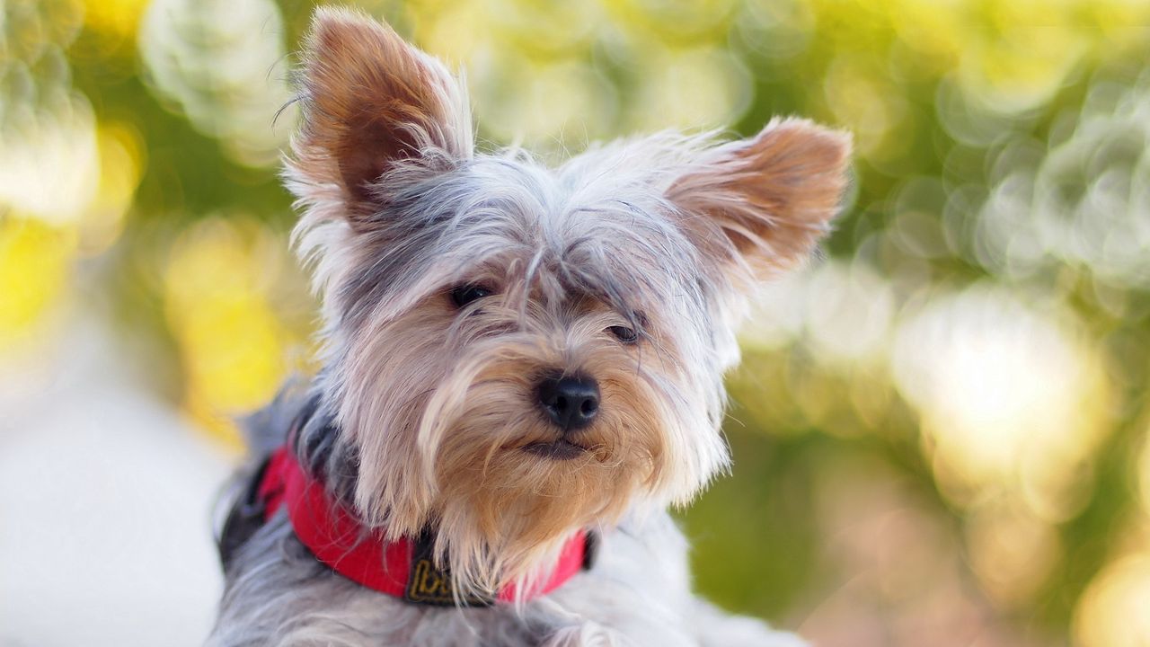 Wallpaper yorkshire terrier, dog, dog collar, lie