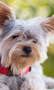 Preview wallpaper yorkshire terrier, dog, dog collar, lie