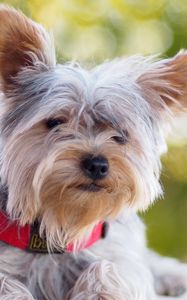 Preview wallpaper yorkshire terrier, dog, dog collar, lie