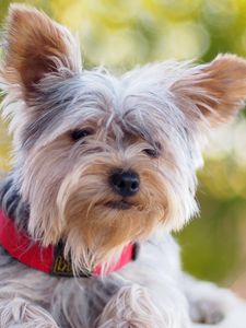 Preview wallpaper yorkshire terrier, dog, dog collar, lie