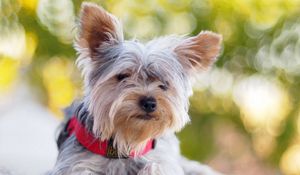 Preview wallpaper yorkshire terrier, dog, dog collar, lie