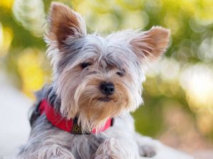 Preview wallpaper yorkshire terrier, dog, dog collar, lie