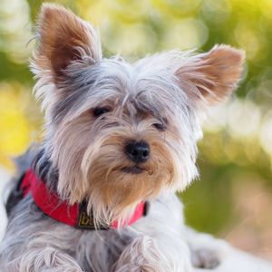 Preview wallpaper yorkshire terrier, dog, dog collar, lie