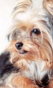 Preview wallpaper yorkshire terrier, dog, face, eyes, fluffy