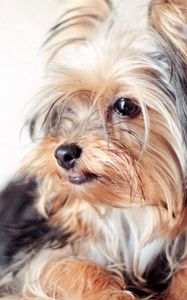 Preview wallpaper yorkshire terrier, dog, face, eyes, fluffy