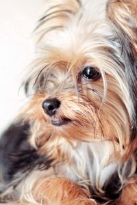 Preview wallpaper yorkshire terrier, dog, face, eyes, fluffy