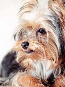 Preview wallpaper yorkshire terrier, dog, face, eyes, fluffy