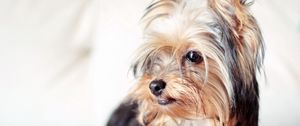 Preview wallpaper yorkshire terrier, dog, face, eyes, fluffy