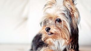 Preview wallpaper yorkshire terrier, dog, face, eyes, fluffy