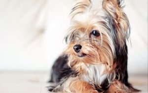 Preview wallpaper yorkshire terrier, dog, face, eyes, fluffy