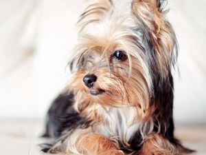 Preview wallpaper yorkshire terrier, dog, face, eyes, fluffy