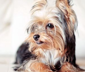 Preview wallpaper yorkshire terrier, dog, face, eyes, fluffy