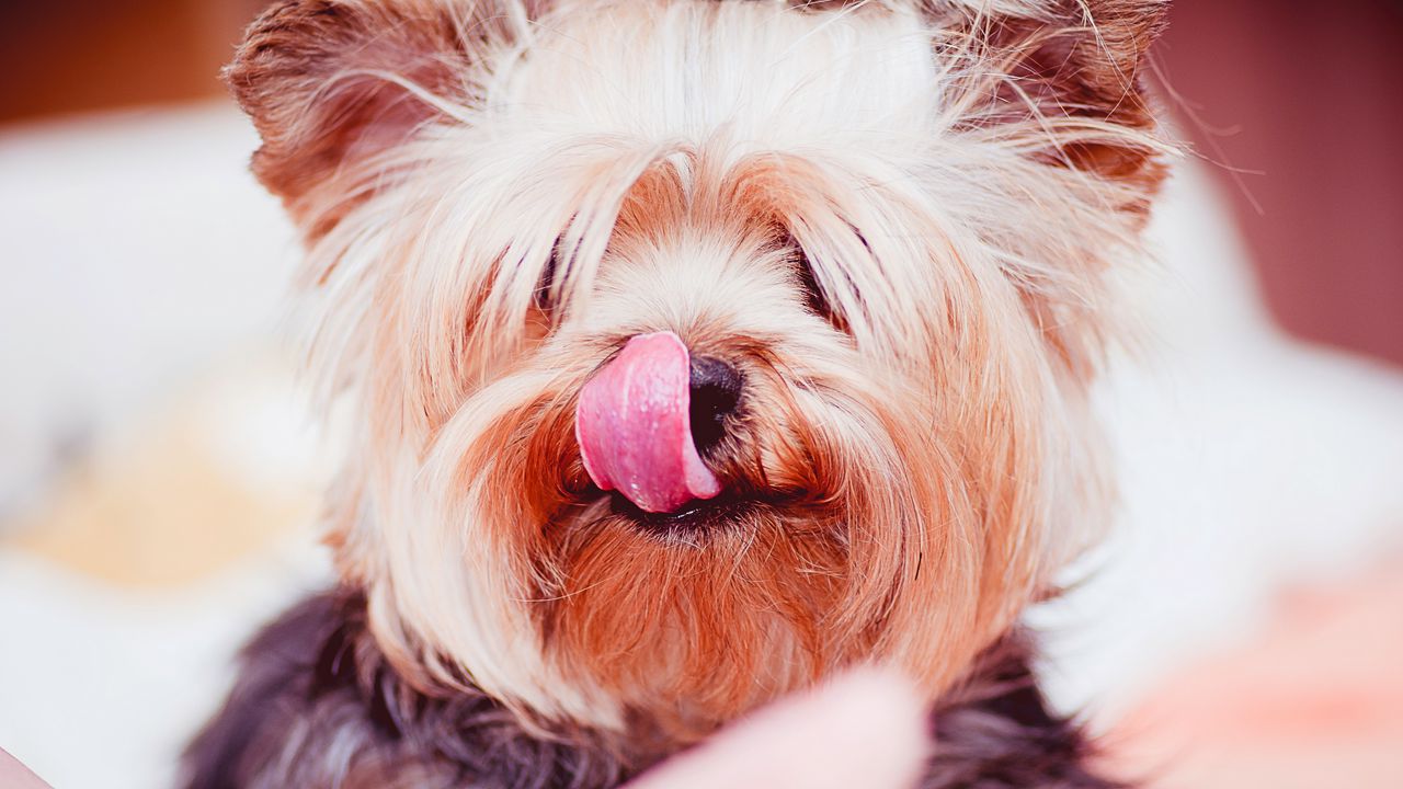 Wallpaper yorkshire terrier, dog, licked