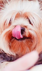 Preview wallpaper yorkshire terrier, dog, licked