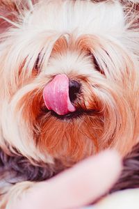 Preview wallpaper yorkshire terrier, dog, licked