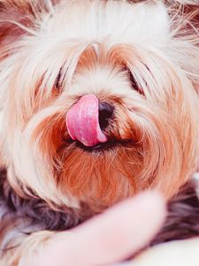 Preview wallpaper yorkshire terrier, dog, licked