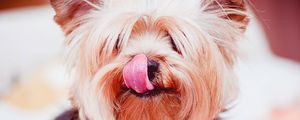 Preview wallpaper yorkshire terrier, dog, licked