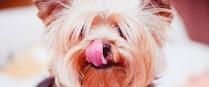 Preview wallpaper yorkshire terrier, dog, licked