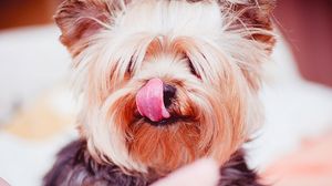 Preview wallpaper yorkshire terrier, dog, licked
