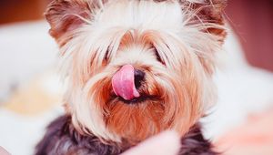 Preview wallpaper yorkshire terrier, dog, licked