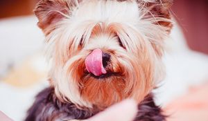 Preview wallpaper yorkshire terrier, dog, licked