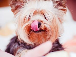 Preview wallpaper yorkshire terrier, dog, licked