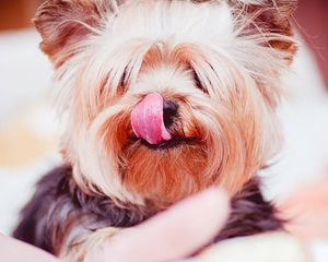 Preview wallpaper yorkshire terrier, dog, licked