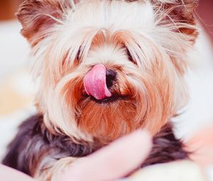 Preview wallpaper yorkshire terrier, dog, licked