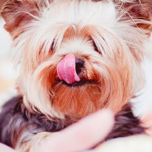 Preview wallpaper yorkshire terrier, dog, licked