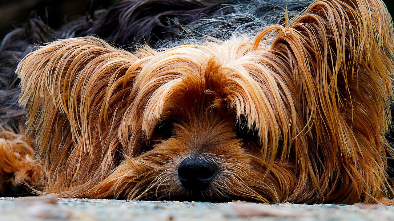 Wallpaper yorkshire terrier, dog, muzzle, shaggy