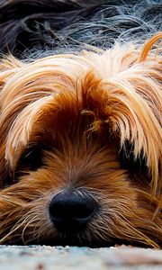 Preview wallpaper yorkshire terrier, dog, muzzle, shaggy
