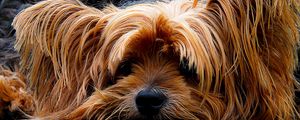 Preview wallpaper yorkshire terrier, dog, muzzle, shaggy