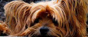 Preview wallpaper yorkshire terrier, dog, muzzle, shaggy