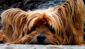 Preview wallpaper yorkshire terrier, dog, muzzle, shaggy