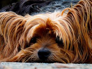 Preview wallpaper yorkshire terrier, dog, muzzle, shaggy