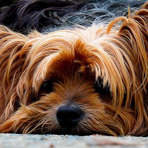 Preview wallpaper yorkshire terrier, dog, muzzle, shaggy