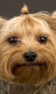 Preview wallpaper yorkshire terrier, dog, muzzle