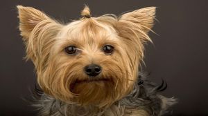 Preview wallpaper yorkshire terrier, dog, muzzle