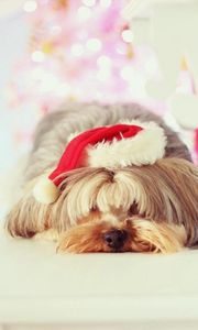 Preview wallpaper yorkshire terrier, dog, muzzle, sleep