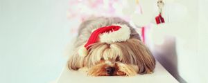 Preview wallpaper yorkshire terrier, dog, muzzle, sleep