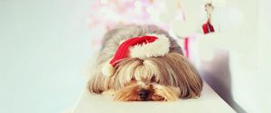 Preview wallpaper yorkshire terrier, dog, muzzle, sleep