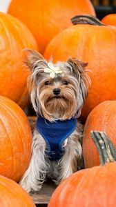Preview wallpaper yorkshire terrier, dog, pumpkin, sit