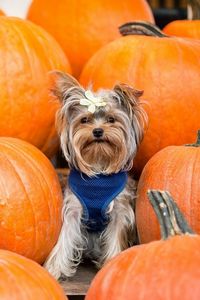 Preview wallpaper yorkshire terrier, dog, pumpkin, sit
