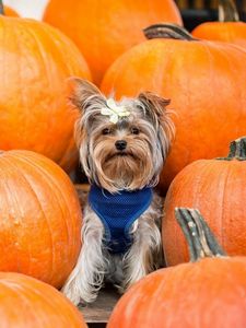 Preview wallpaper yorkshire terrier, dog, pumpkin, sit