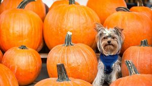 Preview wallpaper yorkshire terrier, dog, pumpkin, sit