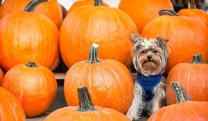 Preview wallpaper yorkshire terrier, dog, pumpkin, sit