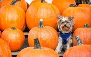 Preview wallpaper yorkshire terrier, dog, pumpkin, sit